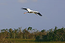 White Ibis